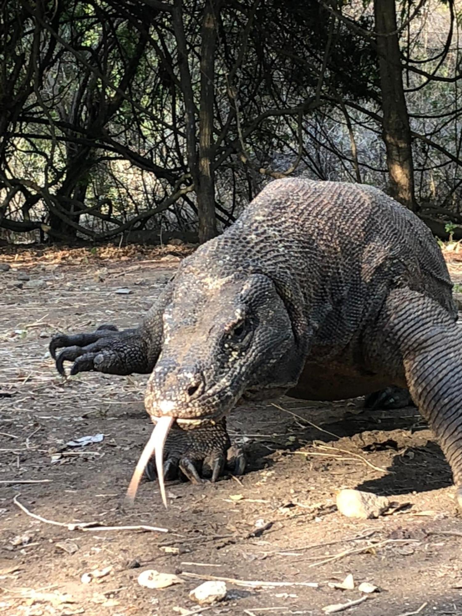 Dua Putri Komodo Homestay Exteriér fotografie
