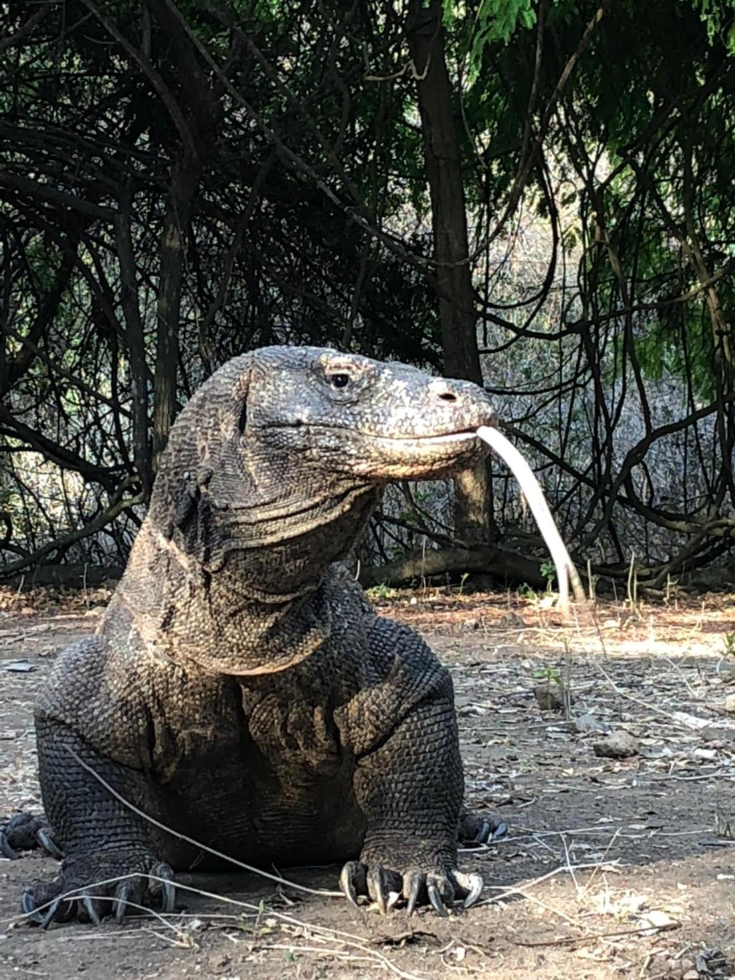 Dua Putri Komodo Homestay Exteriér fotografie