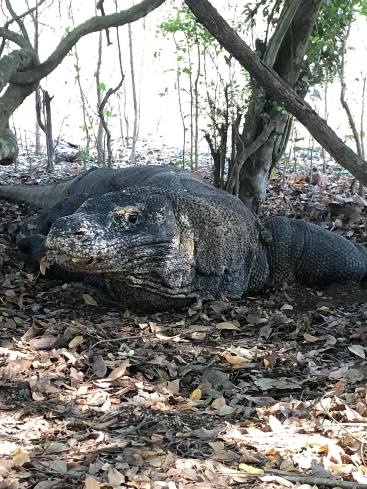 Dua Putri Komodo Homestay Exteriér fotografie