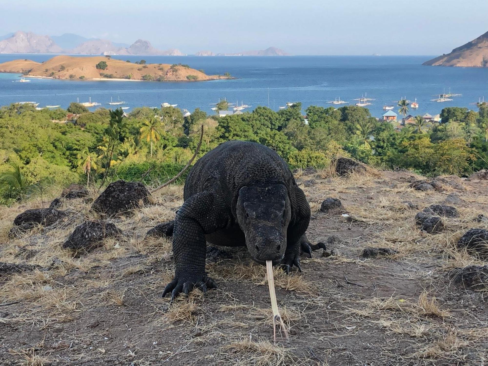 Dua Putri Komodo Homestay Exteriér fotografie